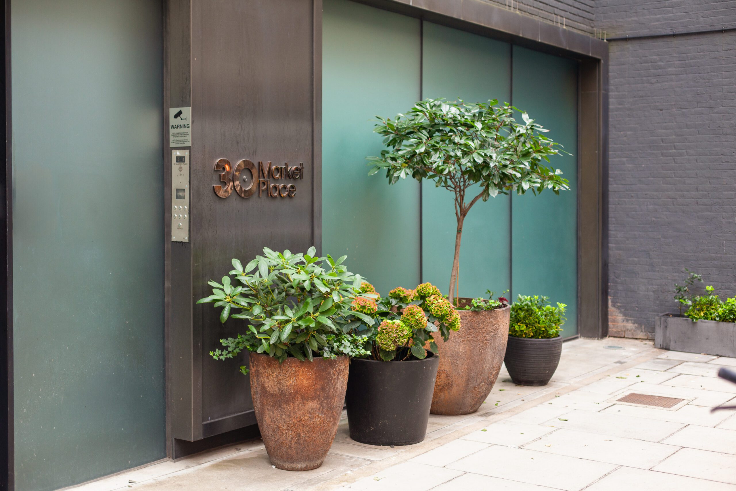 plants